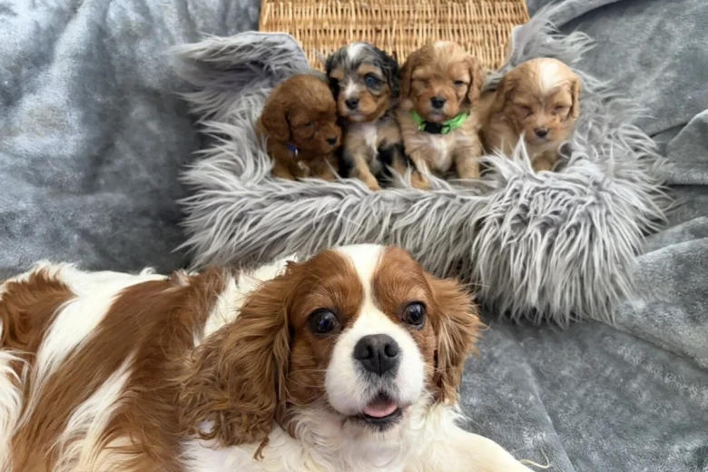 Cavapoo