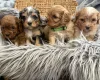 Cavapoo