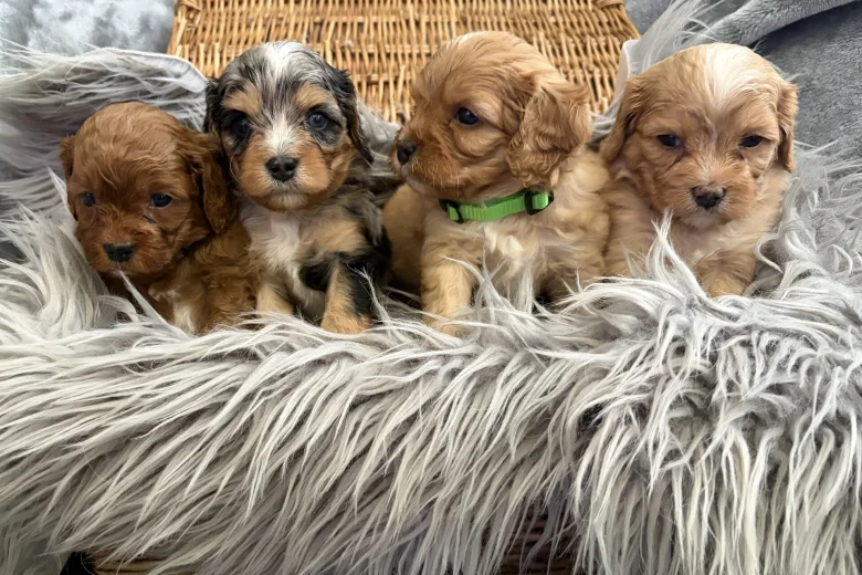 Cavapoo