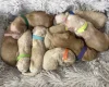 Cockapoo