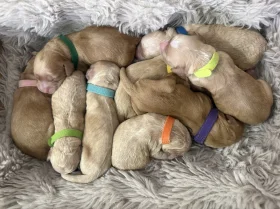 Cockapoo