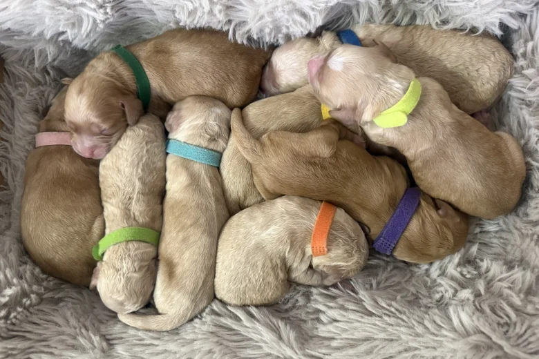 Cockapoo