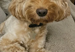 Stud