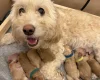 Cockapoo