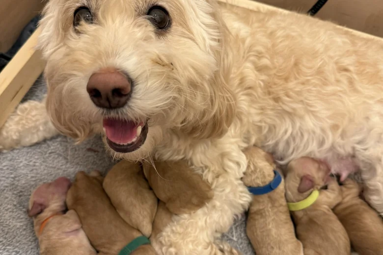 Cockapoo