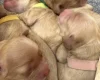 Cockapoo