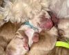 Cockapoo