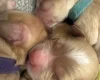 Cockapoo