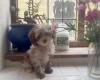 Toy Poodle