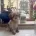 Toy Poodle