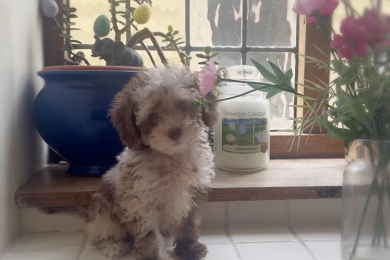 Toy Poodle