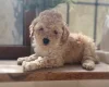 Toy Poodle