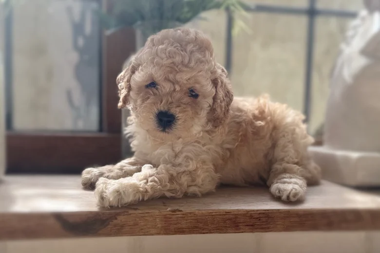 Toy Poodle