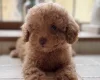 Toy Poodle