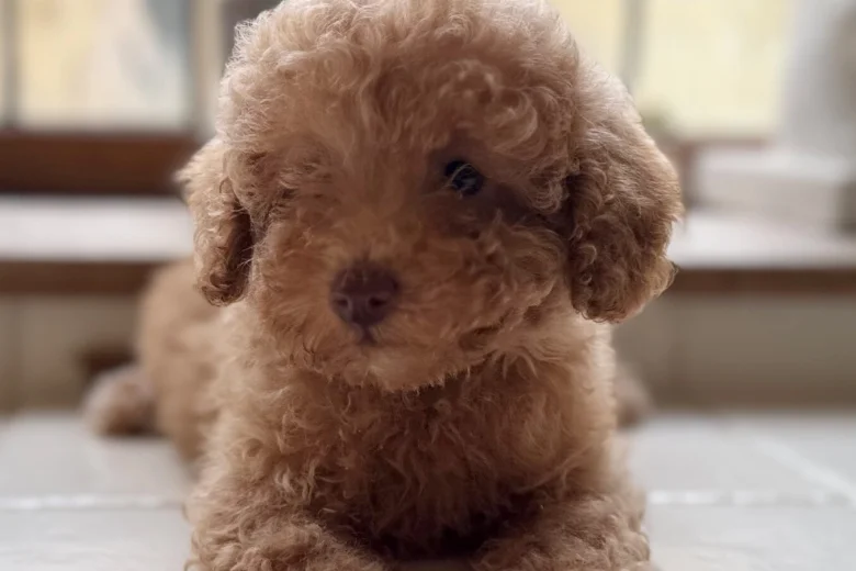 Toy Poodle