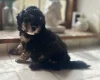 Toy Poodle