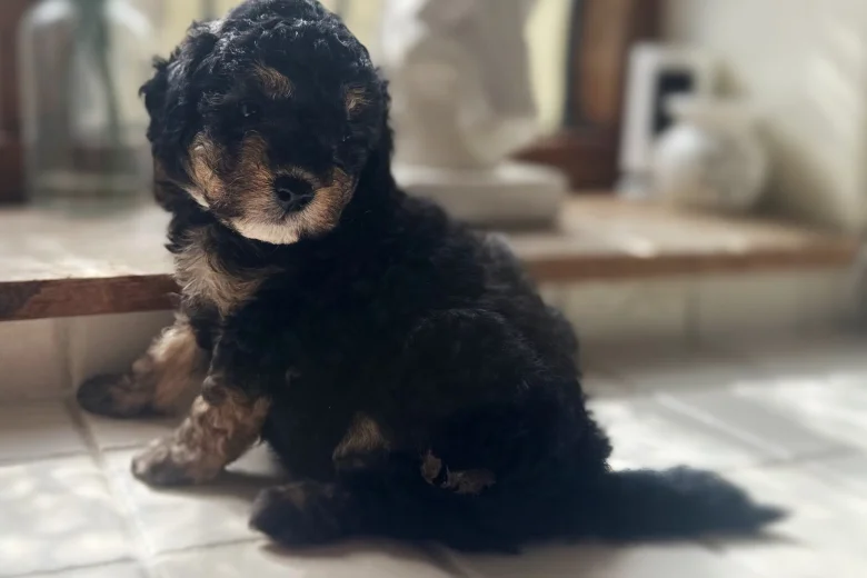 Toy Poodle