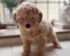 Toy Poodle