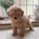 Toy Poodle