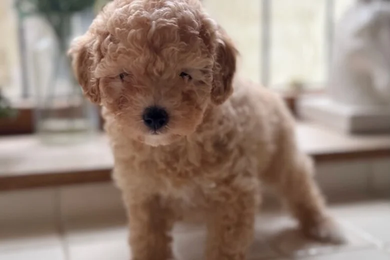 Toy Poodle