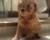 Toy Poodle
