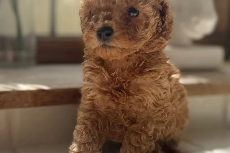 Toy Poodle