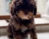 Toy Poodle