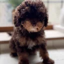 Toy Poodle