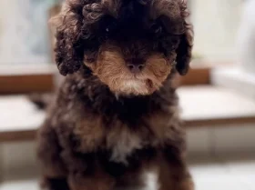 Toy Poodle