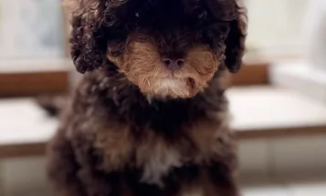 Toy Poodle