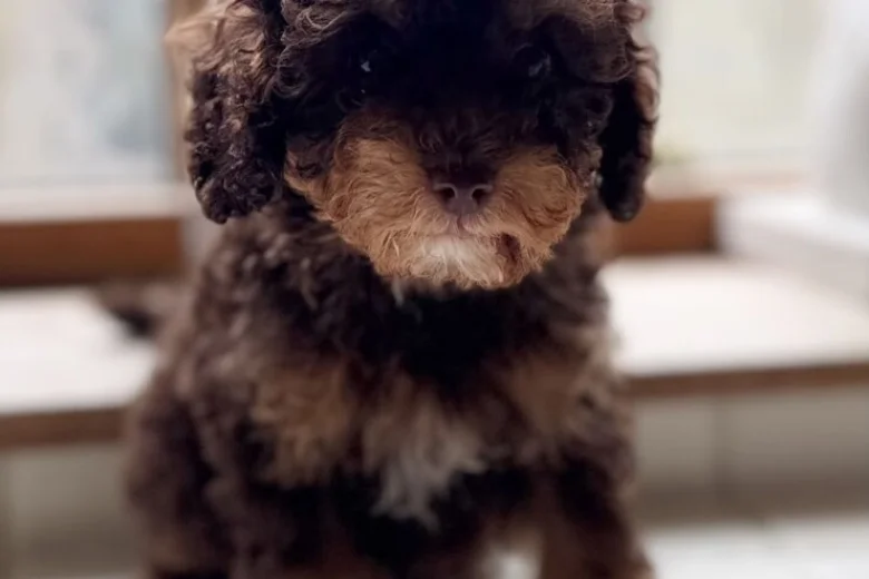 Toy Poodle
