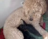Toy Poodle