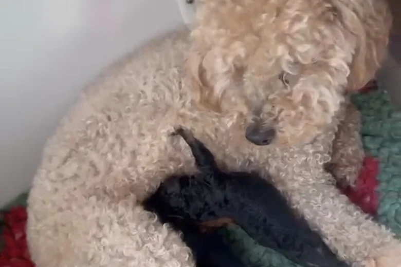 Toy Poodle