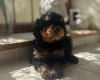 Toy Poodle