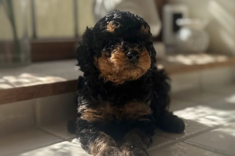 Toy Poodle