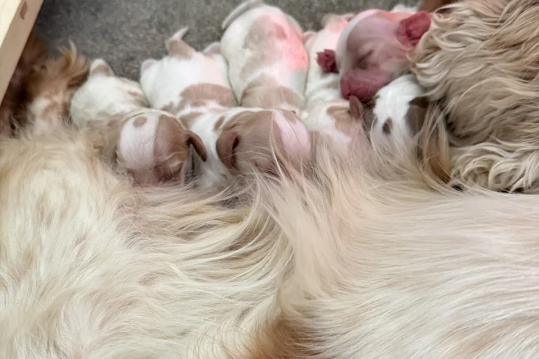 Cocker Spaniel (Show)