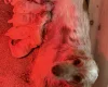 Cocker Spaniel (Show)