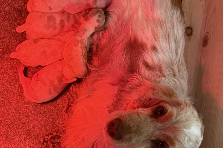 Cocker Spaniel (Show)
