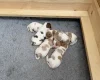 Cocker Spaniel (Show)