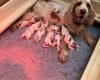 Cocker Spaniel (Show)