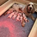 Cocker Spaniel (Show)