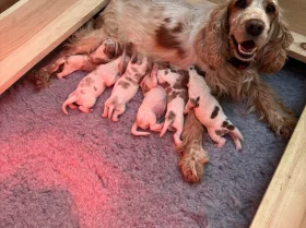 Cocker Spaniel (Show)