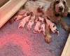 Cocker Spaniel (Show)