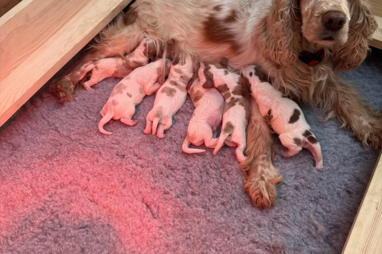 Cocker Spaniel (Show)