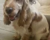 Cocker Spaniel (Show)