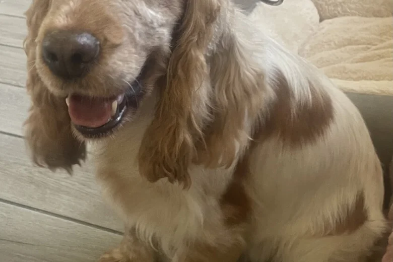 Cocker Spaniel (Show)