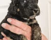 Cockapoo