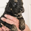 Cockapoo