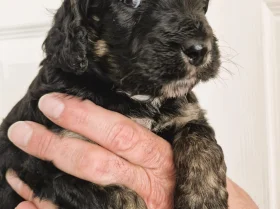 Cockapoo