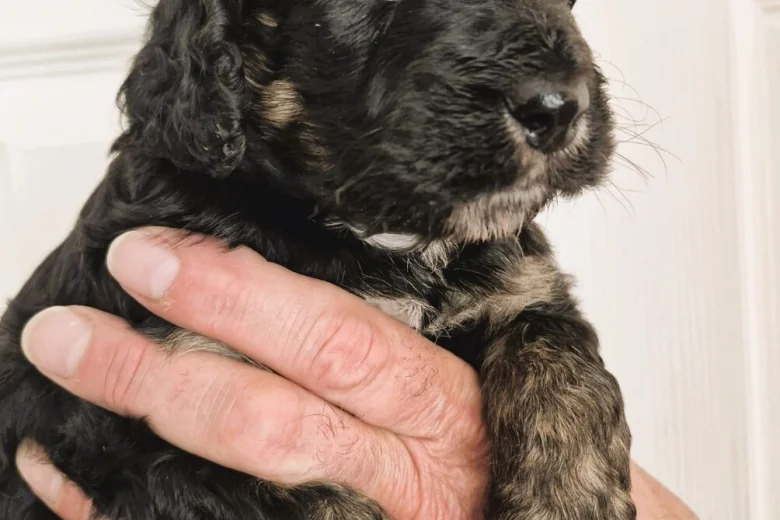 Cockapoo